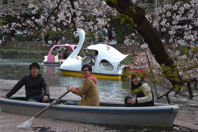 150411sakura3