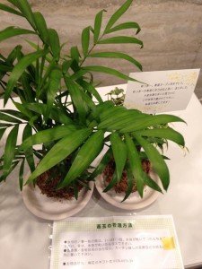 12243187_10203767887436580_7261535764687604089_n