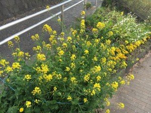 18010335_1192442847532051_151520330961182362_n