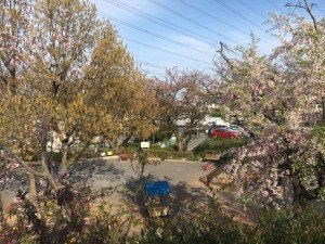 18058223_1192442857532050_90927340936104544_n