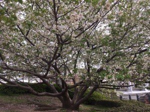 18118480_1197225260387143_4944509425786818504_n