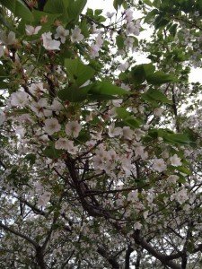 18194787_1197225263720476_590359182411030527_n