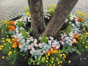 18195160_1197225293720473_2290088474044939715_n