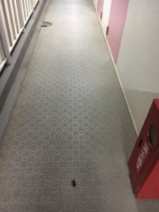 19400112_1250572081719127_3599880796036713854_n