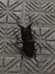 19429846_1250572085052460_1067522115570076675_n