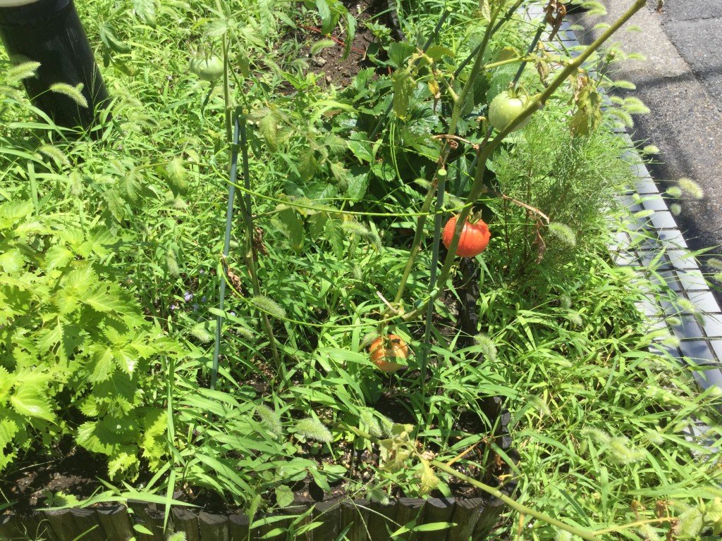 20170721_024823672_iOS