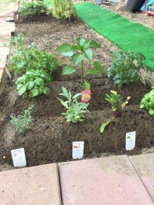 22045874_1334038530039148_6855323142491234894_n