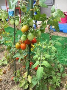 22046717_1333979486711719_5951329298593232530_n