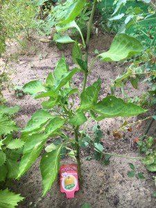 22046767_1333979376711730_1662180290422310421_n