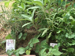 22046879_1333979433378391_8873526835229418614_n