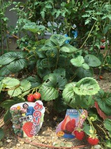 22046945_1333979566711711_6972377877788439989_n