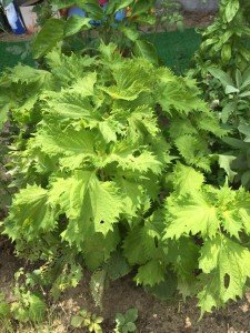 22089040_1333979506711717_2114118297022693633_n