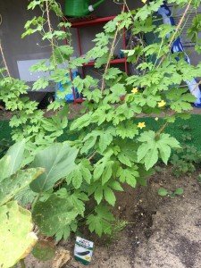 22089527_1333979510045050_4606202501500729481_n