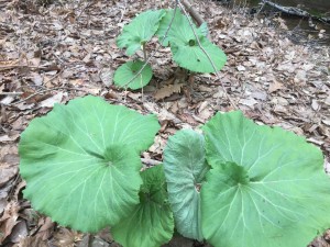 20180430_061022319_iOS