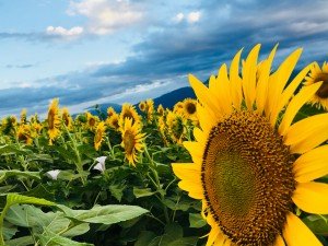 映画のロケ地にもなった!