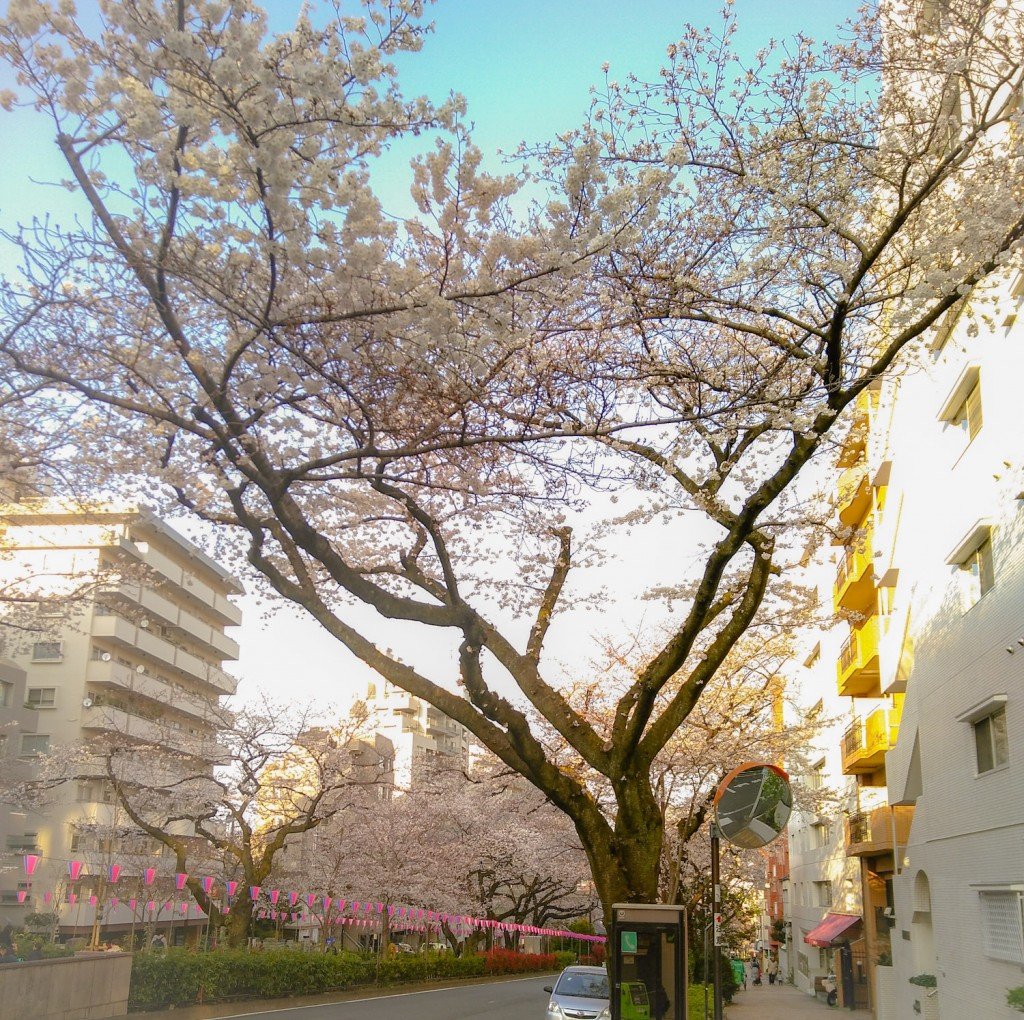 mikki-sakura-matsuri2