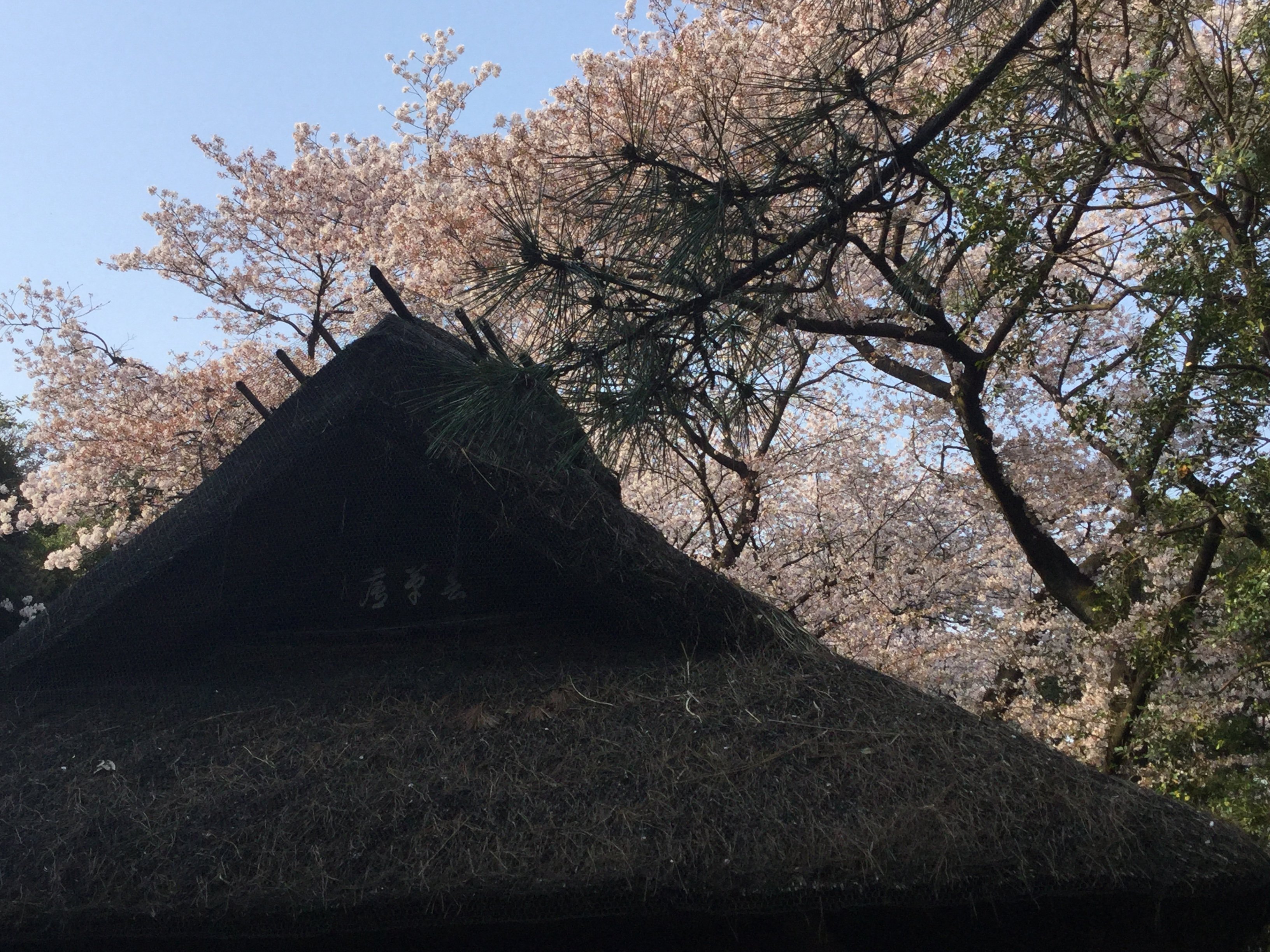 20190407_065452662_iOS