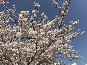 まだまだ元気いっぱい!