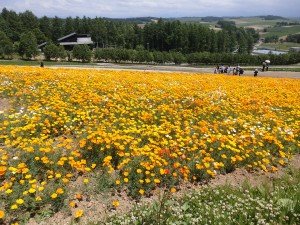 ビタミンカラー