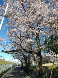 IMG20190411075727사쿠라