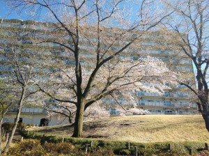 IMG20190411075756사쿠라