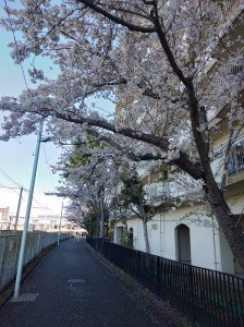 IMG20190411075916사쿠라