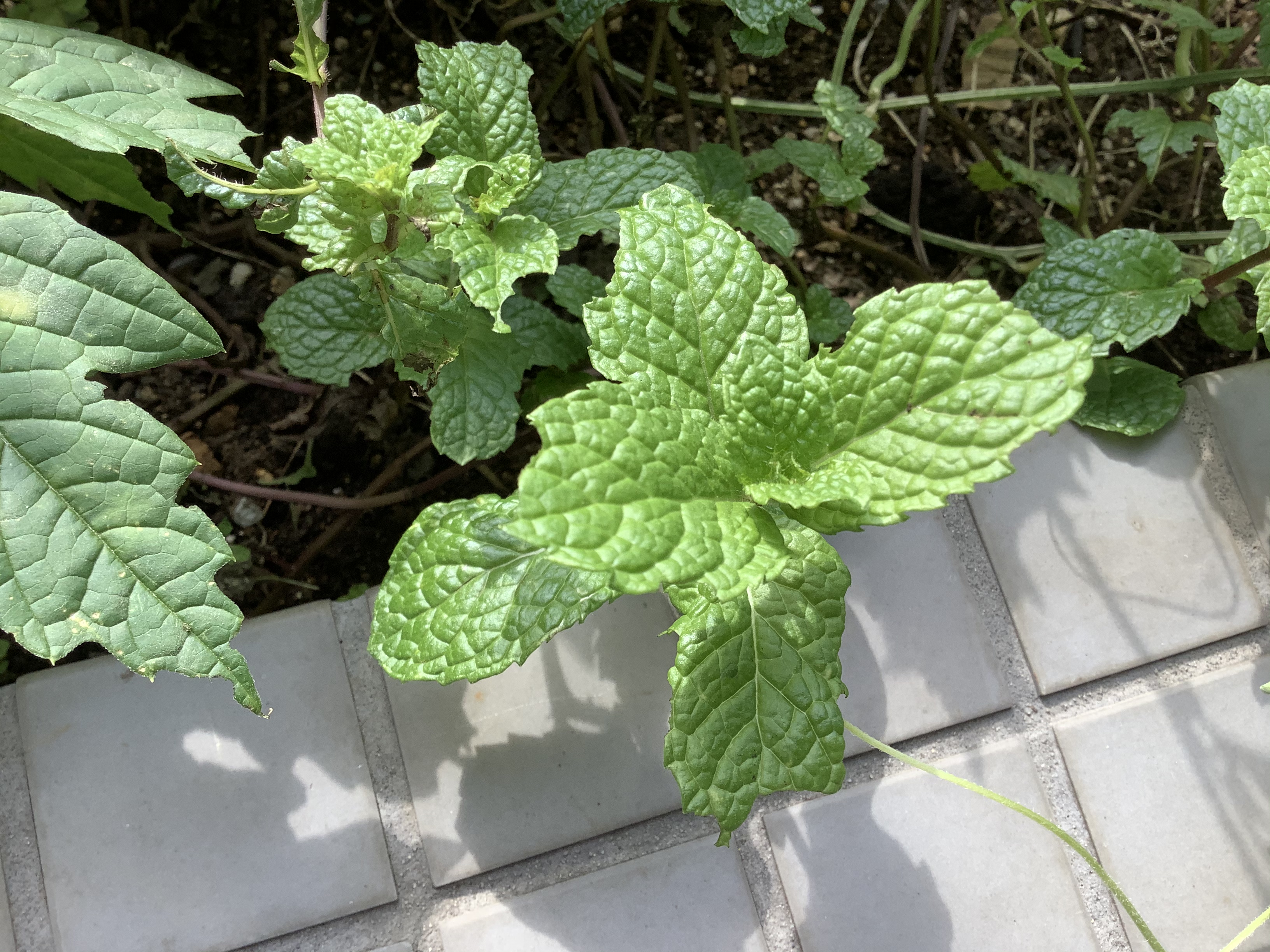 2349871D-AEEA-4C98-9B44-034B9598AECE