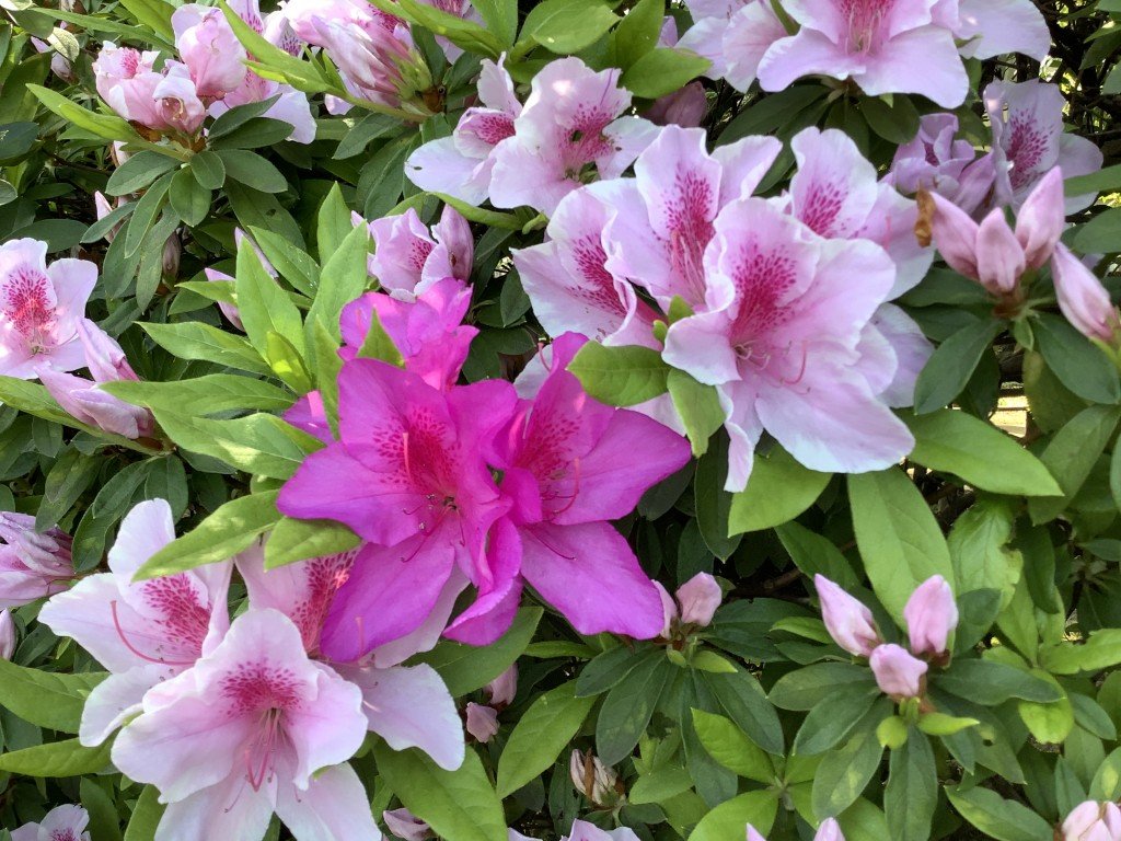 74FD161A-B7E0-472B-B4F1-3F9021F07559