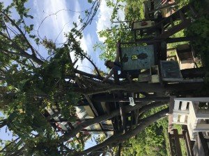 ツリーハウス