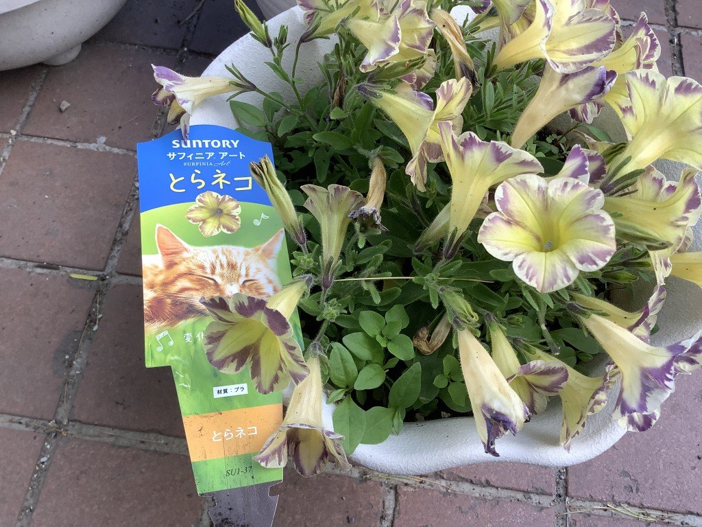 2F4FF816-E19D-4BDE-A99F-F4842D1987FB