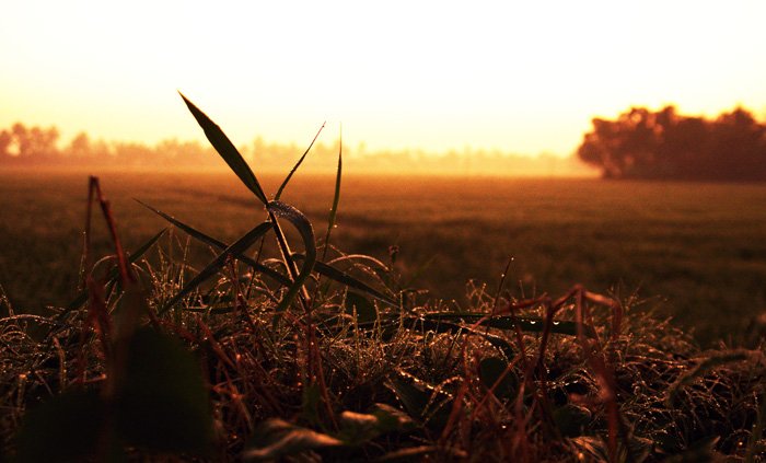 バックウォーターの朝虫目線700
