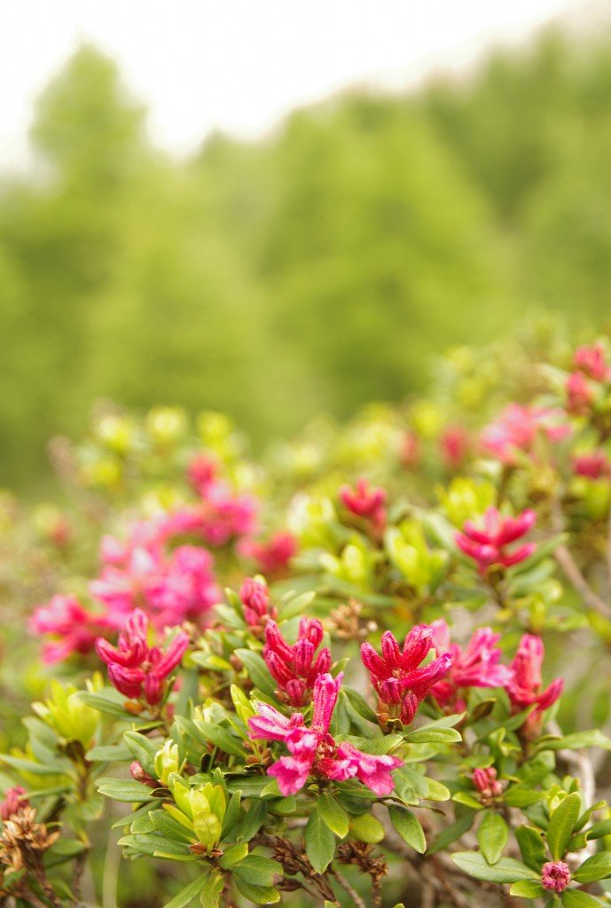 アレッチ氷河の花２