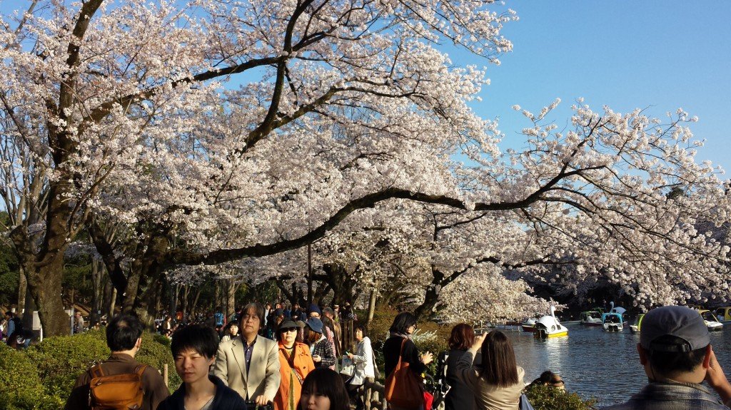 Hanami in Inokashira Park