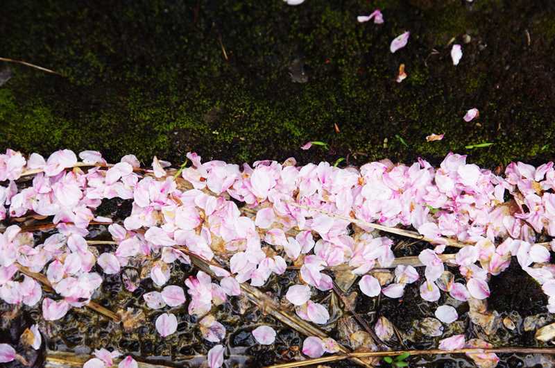 桜のバイカラー800