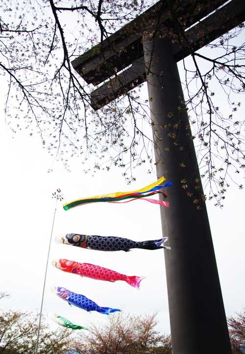 鳥居と鯉のぼり500