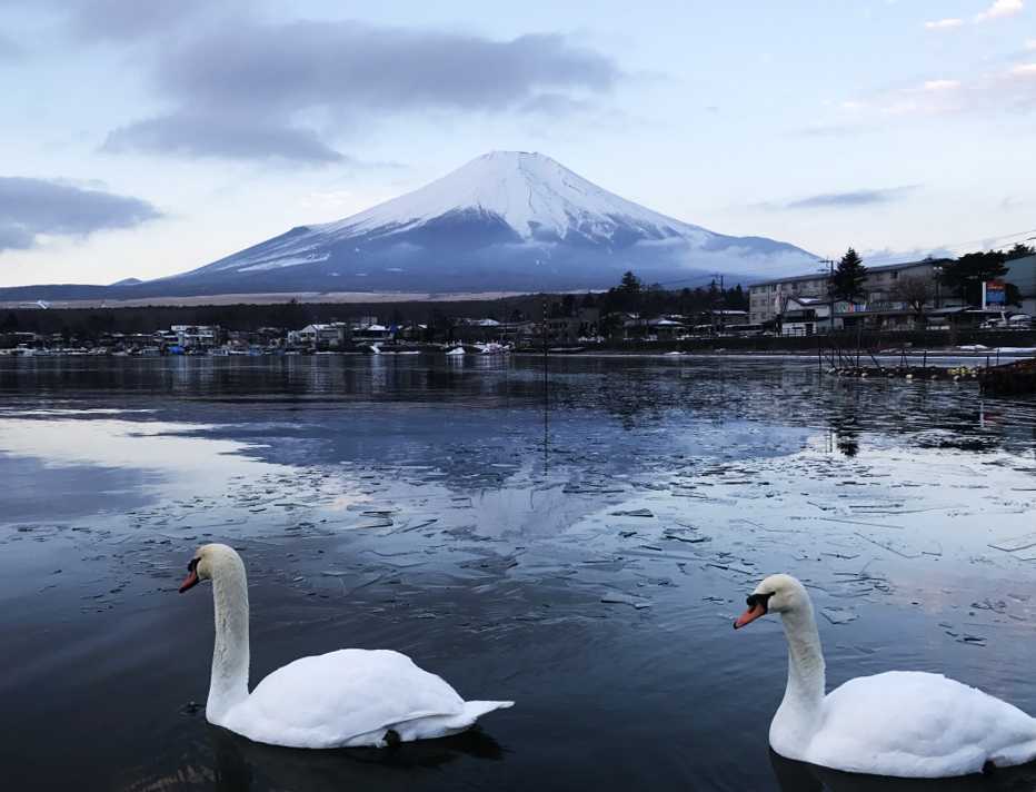 富士山と白鳥の朝焼け5