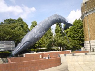 Blue Whale
