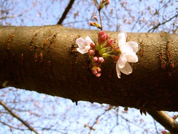 IMG_6556-sakura on trunk