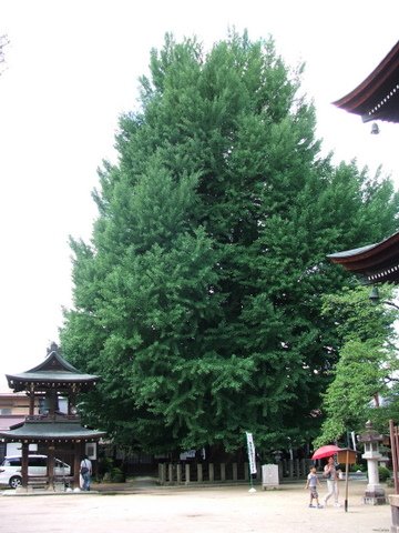 Takayama 2 (2)