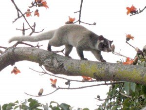 Palm_civet_on_tree_(detail)