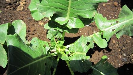 ぶろこっリー 日々成長してる、赤ちゃんブロッコリー