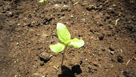 朝顔 懐かしの朝顔