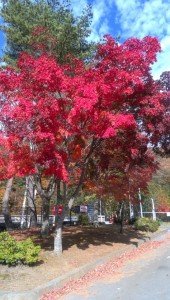 o0546096013139692510