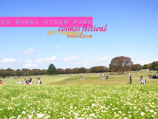 20111016_cosmos-04