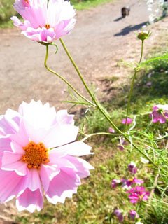 Exif_JPEG_PICTURE