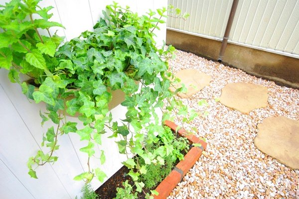 壁の植木