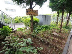 Vegetables in the yard are also waiting for you!